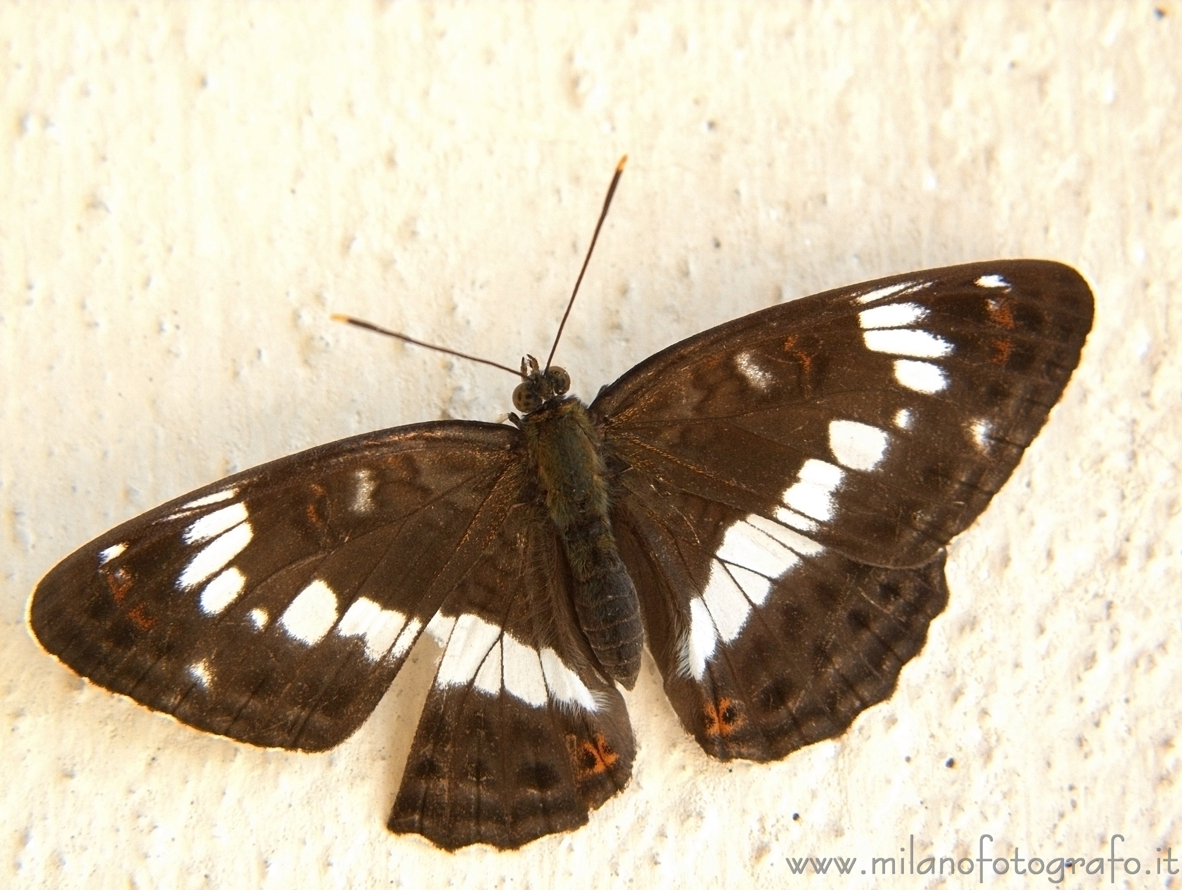 Mergozzo (Verbano-Cusio-Ossola, Italy) - Probably Limenitis camilla